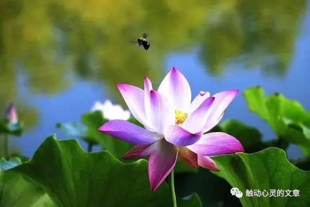 世事感悟冷暖看淡生活的句子_看淡世事冷暖是什么意思_生活感悟看淡世事冷暖