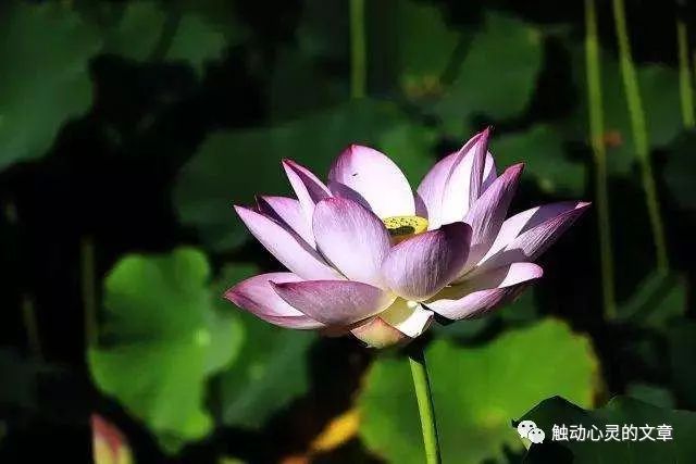 生活感悟看淡世事冷暖_看淡世事冷暖是什么意思_世事感悟冷暖看淡生活的句子