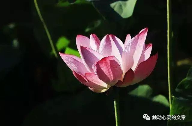看淡世事冷暖是什么意思_生活感悟看淡世事冷暖_世事感悟冷暖看淡生活的句子