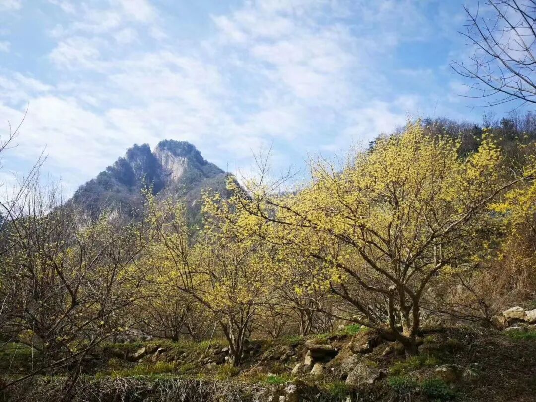 天河大峡谷第二届“茱萸花节”开幕式圆满结束