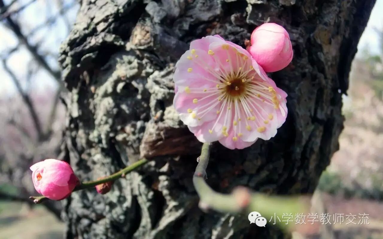 墨尔本大学教授：学校成功的核心观念——教师的8条素养