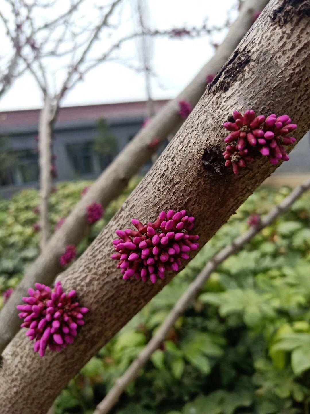一张表就能看明白小学数学1-6年级学习重点，太厉害了！