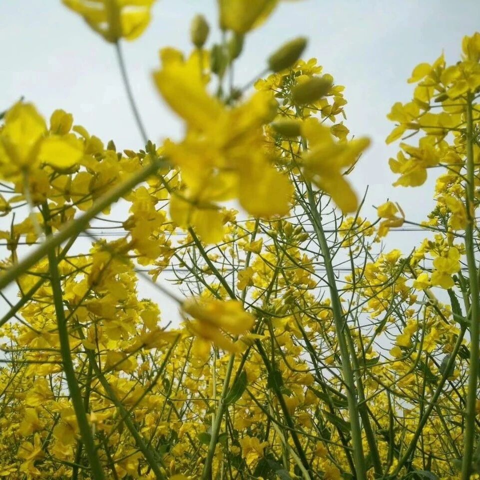特级教师吴正宪专题:如何依托现实情境,帮助学生理解常见的量