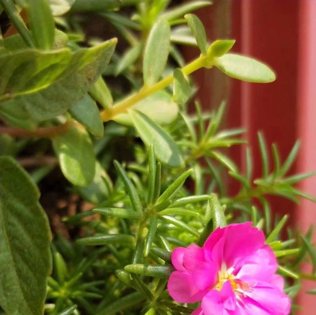 二年级上册数学乘法口诀：填数练习，给孩子试练！