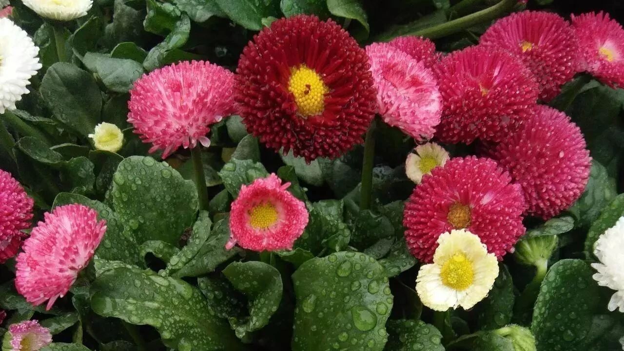 小学数学“画图”解题立竿见影！给孩子收藏！