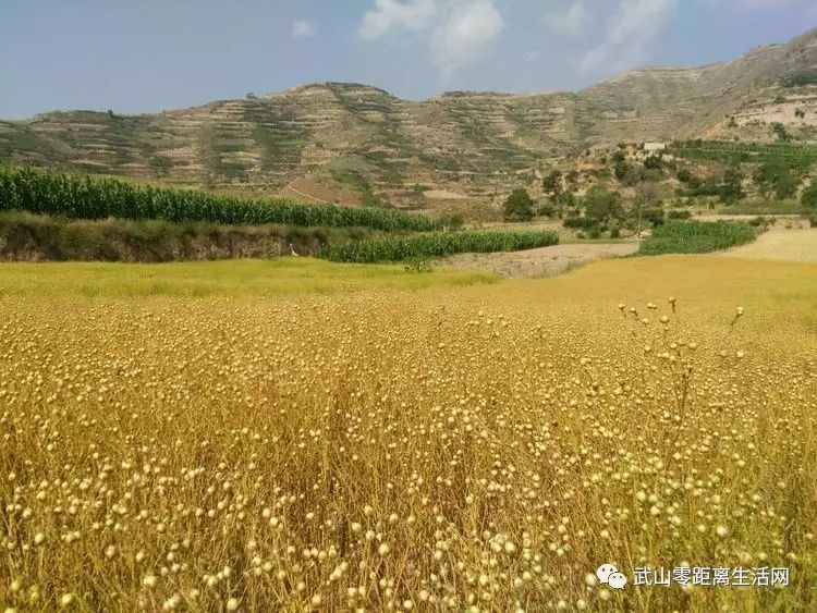 胡麻花盛开,蜜蜂自来.位于武山县西南方向的丁湾村,海拔2125多米.