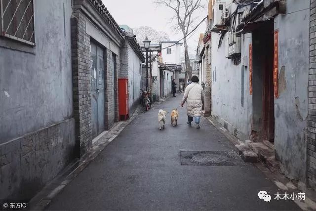 芝麻胡同剧情介绍