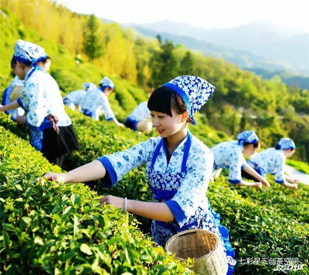 如是我复,极尽藏茶.好茶,好姑娘,好春光.骑马而来,坐进一间茶坊.