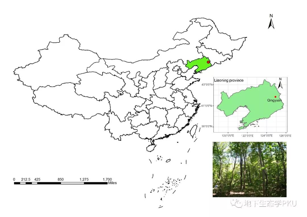 温带森林不同菌根类型树种根际效应的组内变异大于组间变异