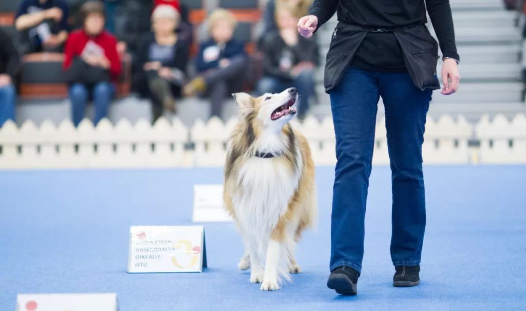 在北欧 这个国家拥有最悠久的养犬文化 宠物世界杂志微信公众号文章