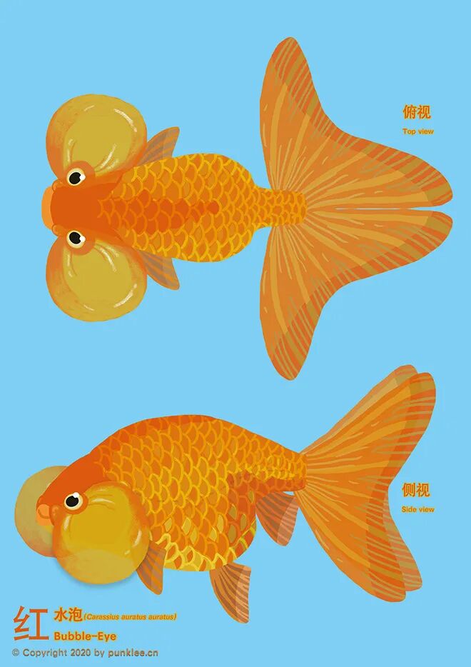 金鱼大图鉴 水泡 颌泡 全网搜