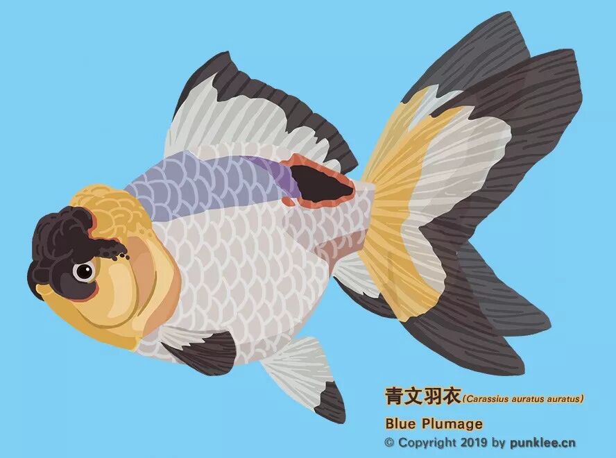 金魚大圖鑑 獅子頭 下 動物世界 微文庫