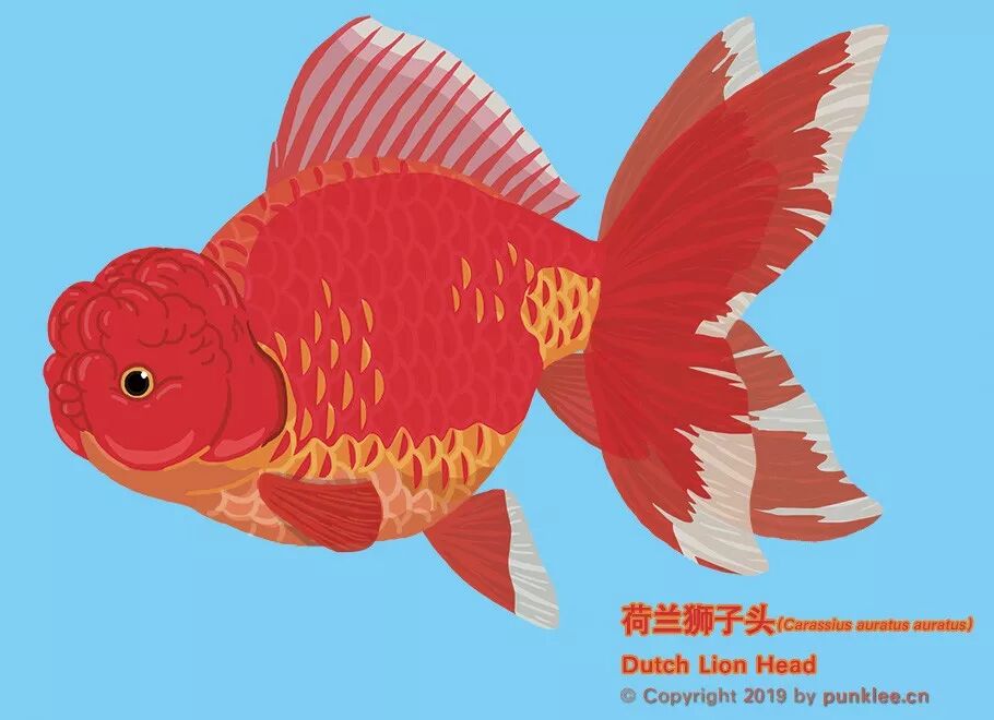 金魚大圖鑑 獅子頭 下 動物世界 微文庫