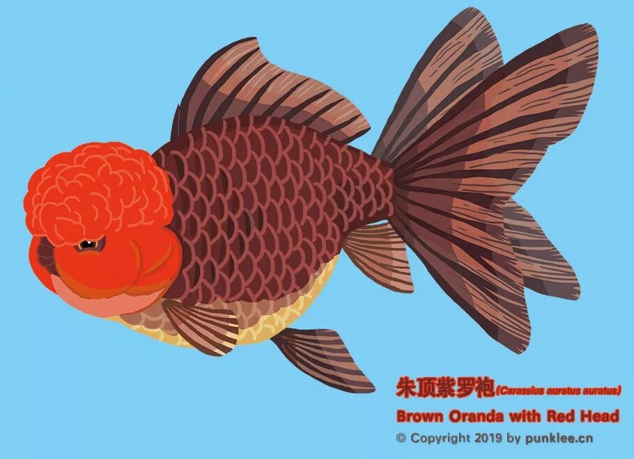 金魚大圖鑑 獅子頭 下 動物世界 微文庫