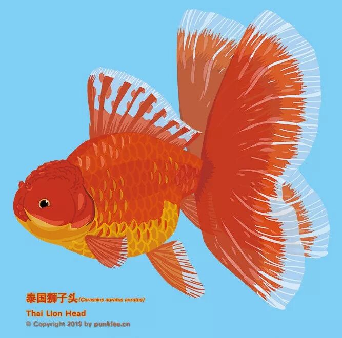 金魚大圖鑑 獅子頭 下 動物世界 微文庫