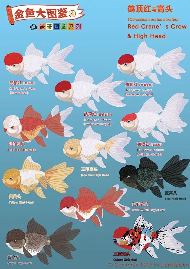 金魚大圖鑑 鶴頂紅 高頭 動物世界 微文庫