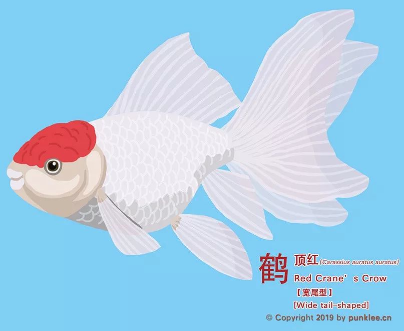 金魚大圖鑑 鶴頂紅 高頭 動物世界 微文庫