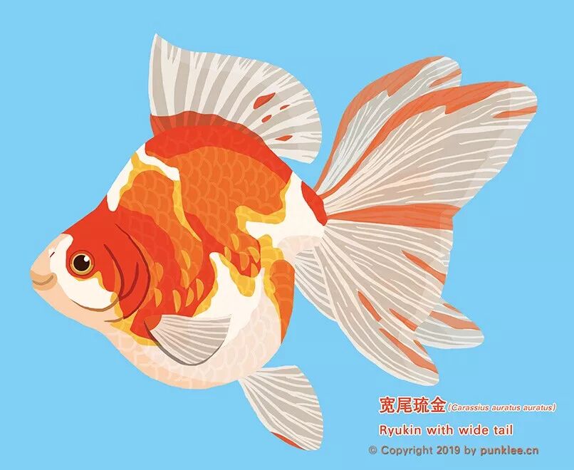 金鱼大图鉴 琉金 李墨谦绘馆 微信公众号文章阅读 Wemp