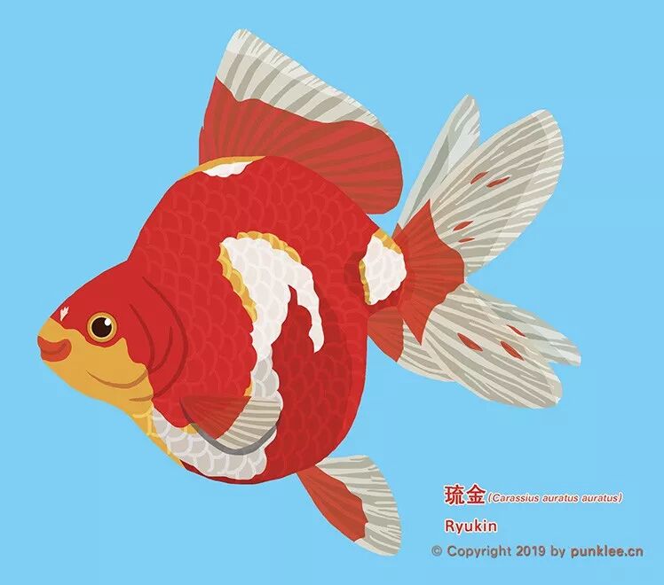 金鱼大图鉴 琉金 李墨谦绘馆 微信公众号文章阅读 Wemp