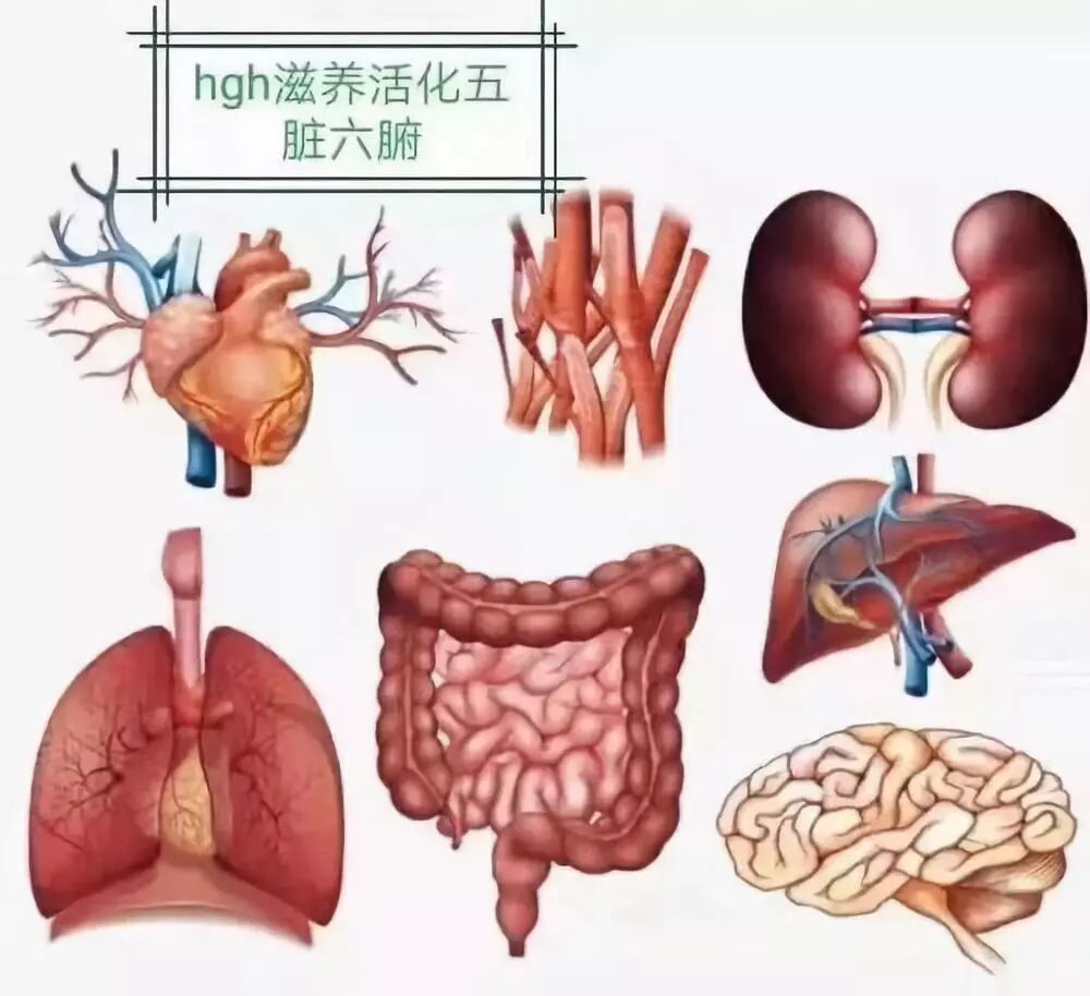 最全面介绍HGH人体生长素的研究经历和在临床上的表现