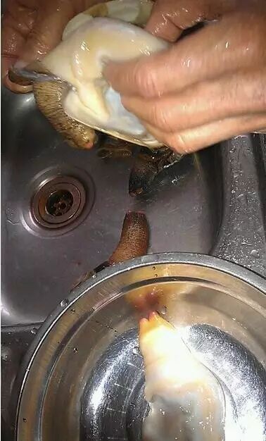 海呲的营养价值以及做法,如此美味抓紧来鹏旎海鲜抢购吧6.5元/斤!