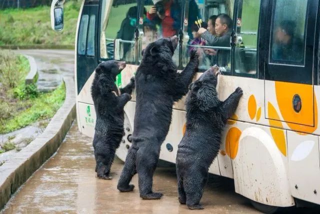 雅安的旅游_雅安市旅游景点推荐_雅安旅游胜地