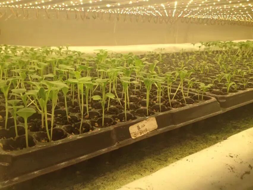 “呼和浩特大棚”data-before-oversubscription-url="https://mmbiz.qpic.cn/mmbiz_jpg/efIo9dbPwcZ8bbXDd6WC6zEPEB55DmLYdiaTQ6tuicEwkZUnaETrFQWu7ry18a00eoGsoKokbdoA3ILzKD3JJNiaw/640"