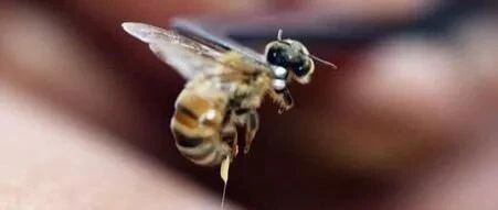 蜜蜂很生气，后果很严重！