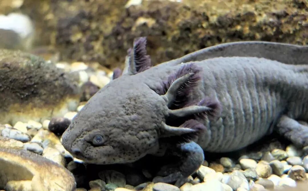 六角小恐龙 墨西哥钝口螈 龙鱼之巅 微信公众号文章阅读 Wemp