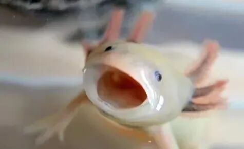 六角小恐龙 墨西哥钝口螈 龙鱼之巅 微信公众号文章阅读 Wemp