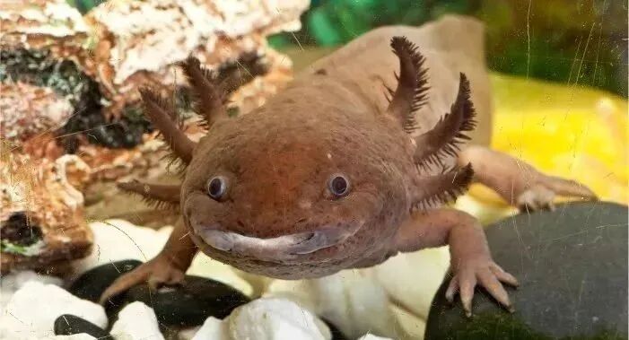 六角小恐龙 墨西哥钝口螈 龙鱼之巅 微信公众号文章阅读 Wemp