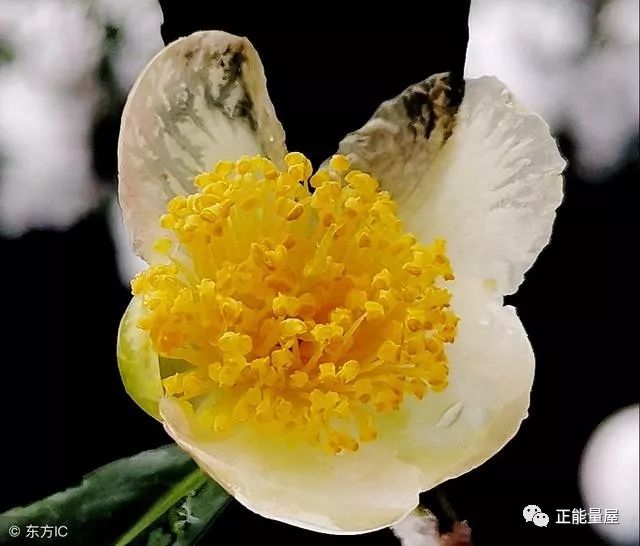 婚友社推薦  心理測試：選出你最喜歡的雪中花，測出你最近的好運有多旺 未分類 第4張