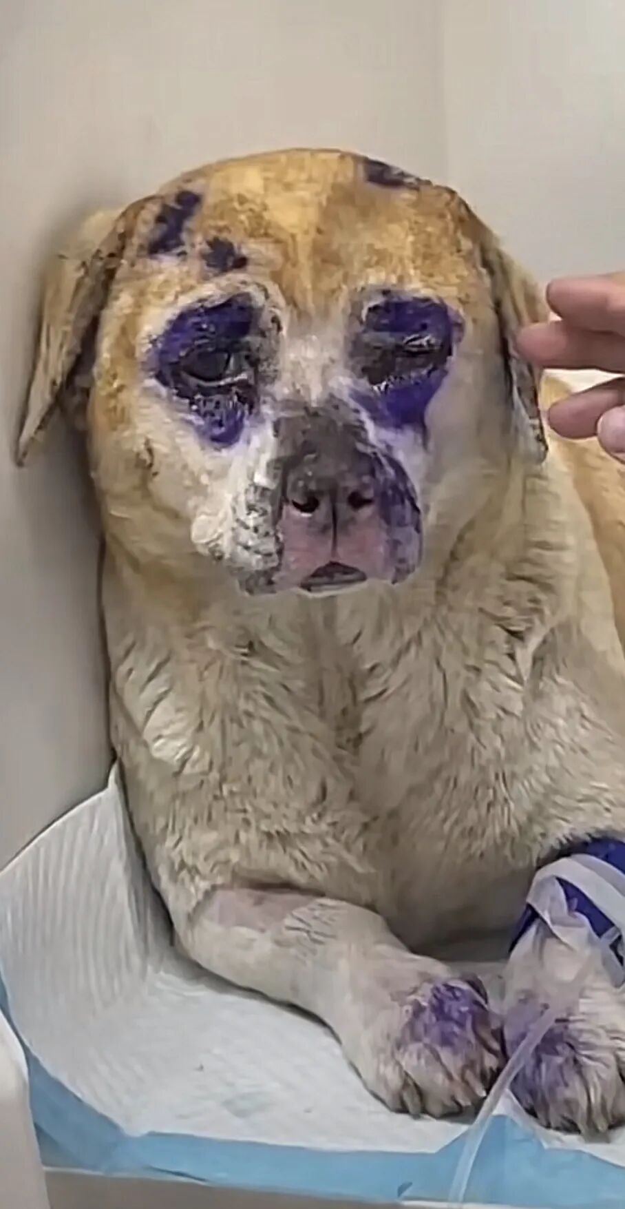 钻火坑,烫的鼻青脸肿你什么眼神看我,搞得好像我把你打折的一样,明明