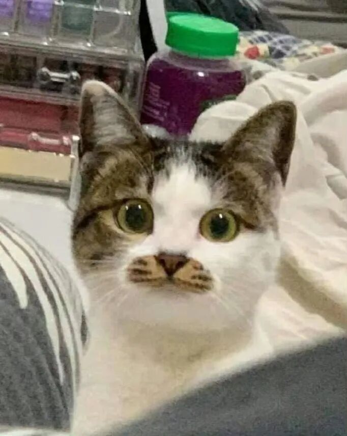 今日搞笑猫咪报警吧这骚扰已经伤害到自尊了