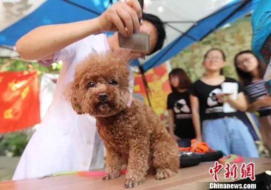 每個月一半薪水花在狗身上，富養寵物值不值？網友吵翻了 萌寵 第6張