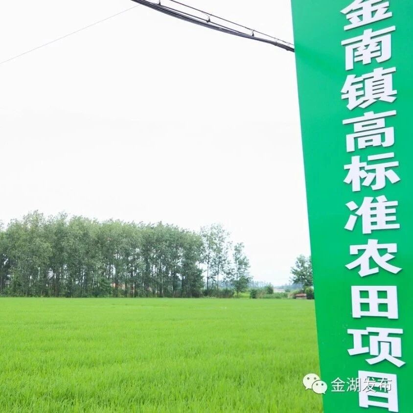 金南镇福寿村:千亩农田连成片  风吹稻苗绿浪翻