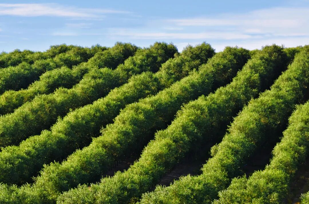 丨橄榄梦丨油橄榄筑梦奔小康 - 甘肃陇源丹谷油橄榄开发有限公司