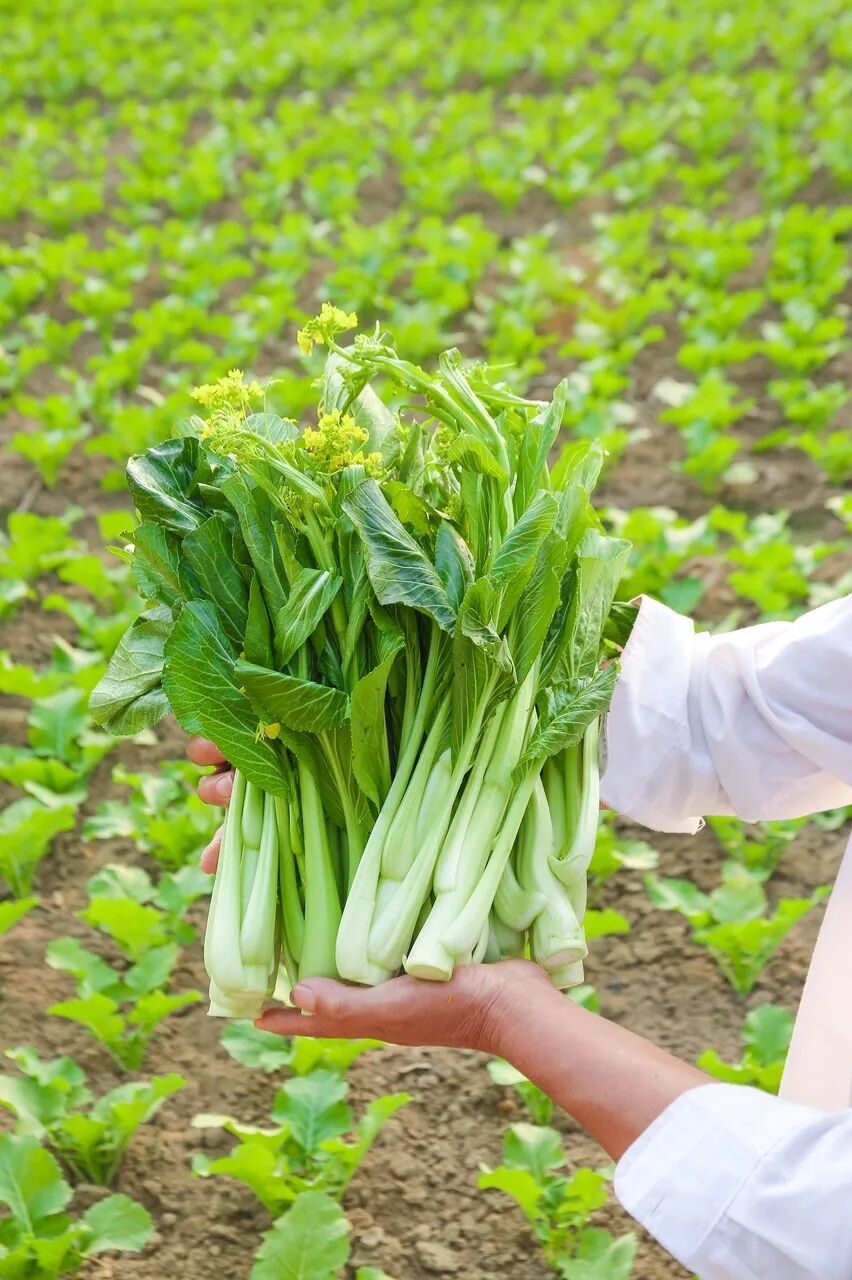 广东人叫它宁夏菜心宁夏人叫它广东菜心