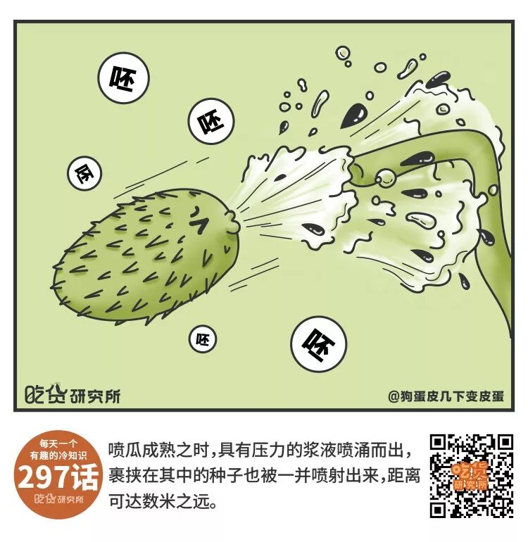 喷瓜是真的会喷啊超暴力的那种每天一条冷知识