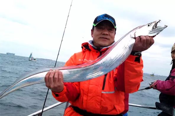 刚刚出水的新鲜带鱼.图片:blogs.yahoo.co.jp