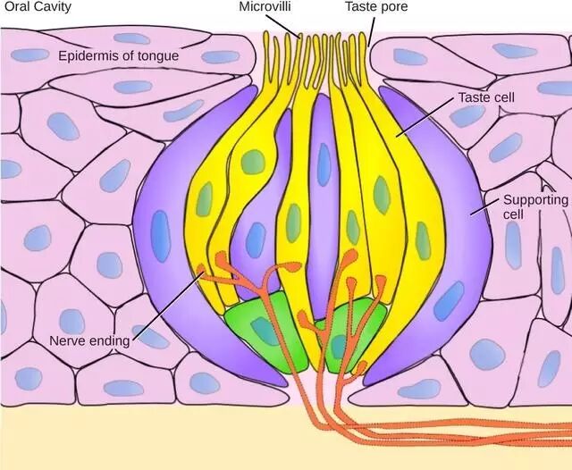 人类的舌头上包含几千个味蕾,每一个都包含50到100个感受细胞