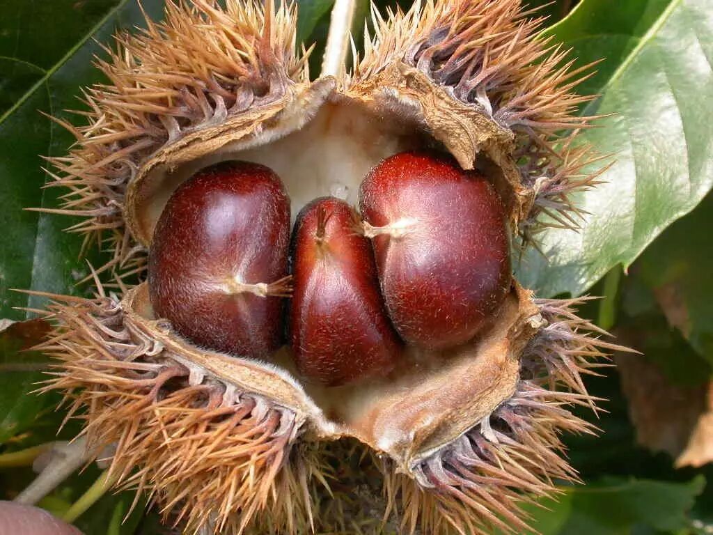 天有什么好吃的?来,举个栗子| 果壳 科技有意思