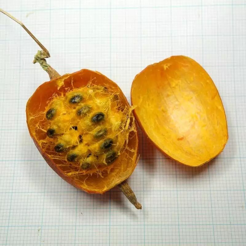 栝楼的果实和种子.图:blog.zaq.ne.jp