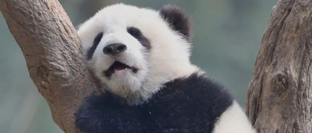 “这哪里是团建，明明是加班”