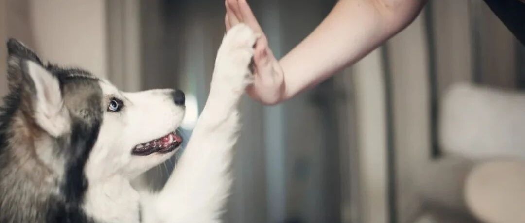 别把宠物当“情绪药方”