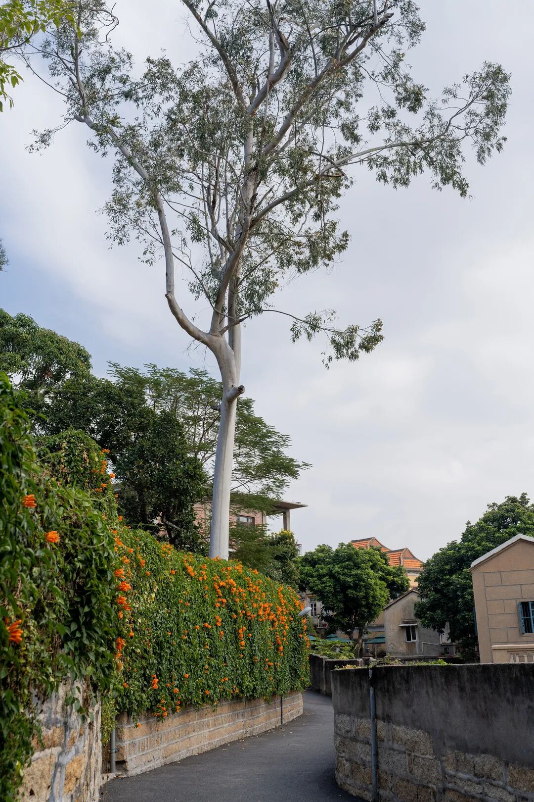 鼓浪屿钢琴博物馆_参观鼓浪屿钢琴博物馆游记_鼓浪屿钢琴博物馆镇馆之宝