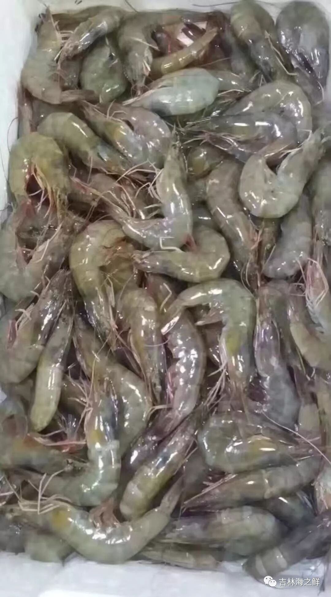 进口沙特大虾(40/50)