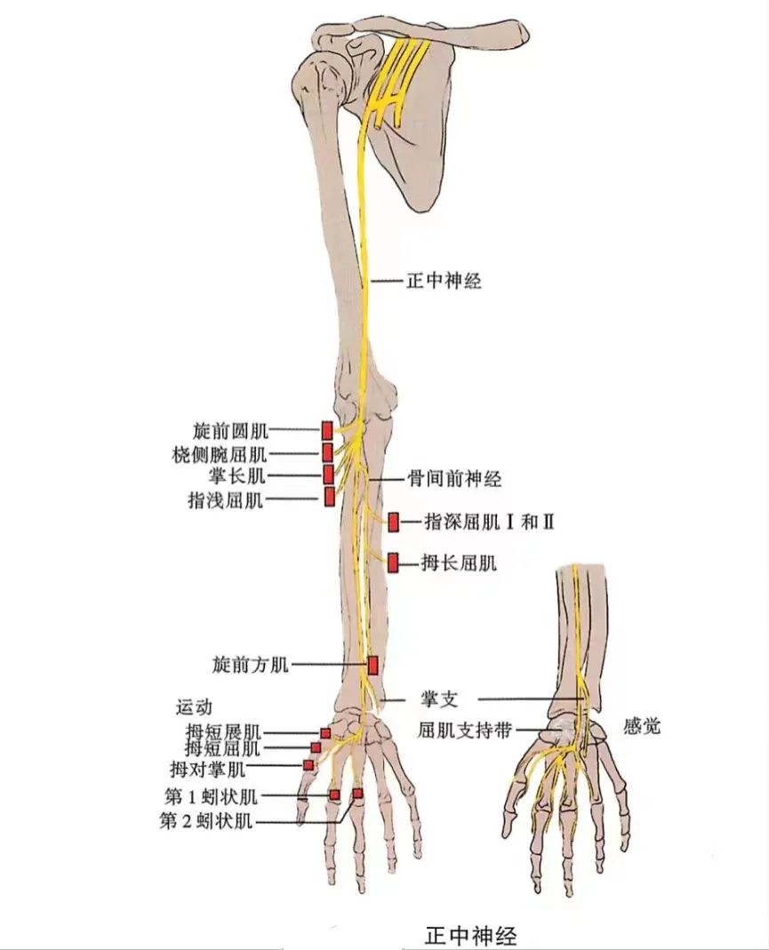 臂丛神经详解与康复应用