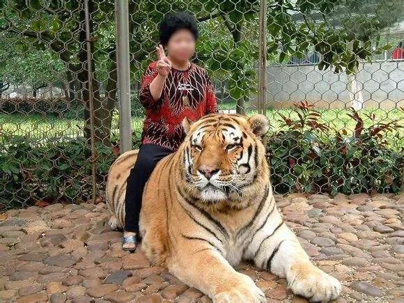 火焰龟能长多大_火焰龟多大才会下蛋_火焰龟多大可以发色