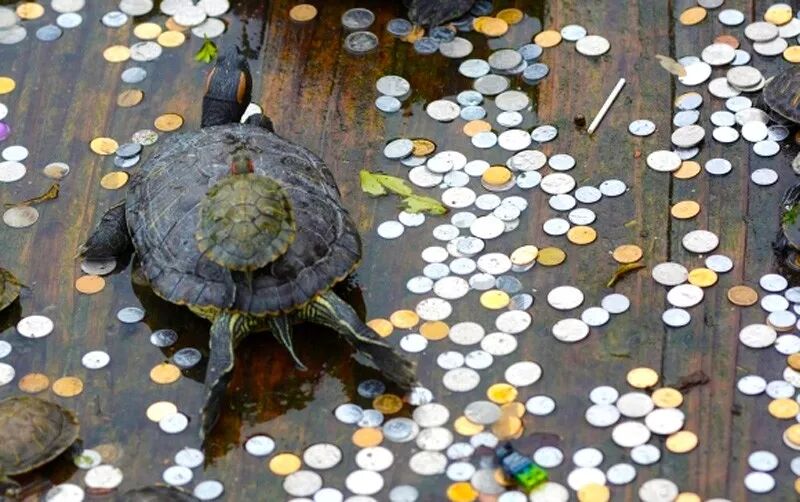 火焰龟多大可以发色_火焰龟多大才会下蛋_火焰龟能长多大